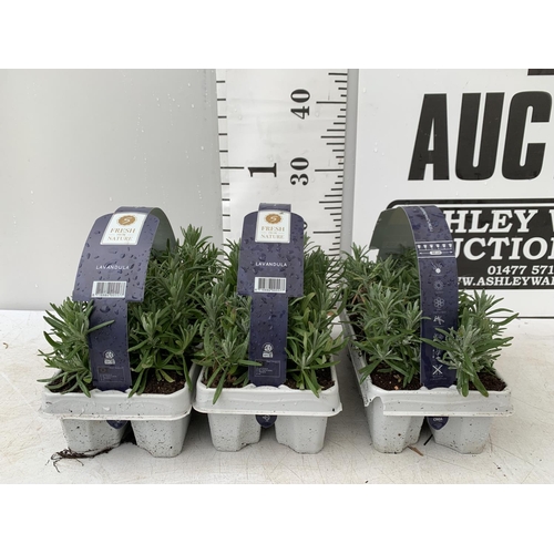 32 - THREE CARRY TRAYS OF LAVENDER PLUG PLANTS APPROX 18 PLANTS IN TOTAL PLUS VAT TO BE SOLD FOR THE THRE... 