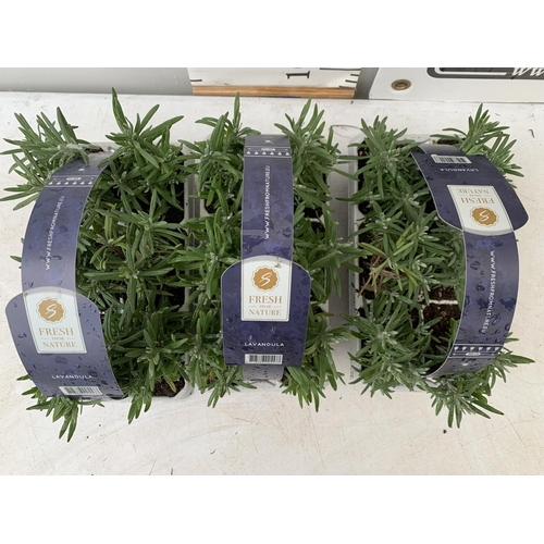 32 - THREE CARRY TRAYS OF LAVENDER PLUG PLANTS APPROX 18 PLANTS IN TOTAL PLUS VAT TO BE SOLD FOR THE THRE... 