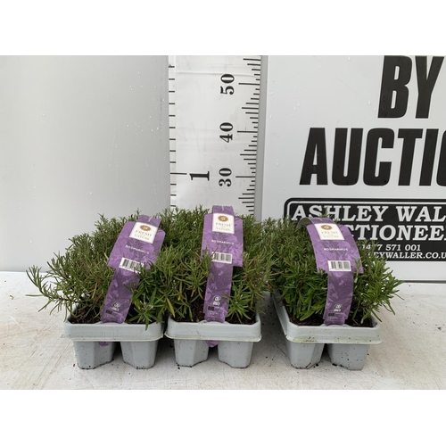 34 - THREE CARRY TRAYS OF ROSEMARY PLUG PLANTS NO VAT TO BE SOLD FOR THE THREE TRAYS