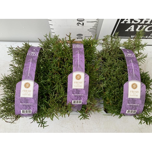 34 - THREE CARRY TRAYS OF ROSEMARY PLUG PLANTS NO VAT TO BE SOLD FOR THE THREE TRAYS