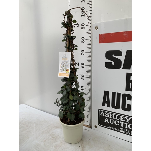 36 - ONE JASMINE ON A PYRAMID FRAME OVER 1 METRE IN HEIGHT IN A 3 LTR POT PLUS VAT