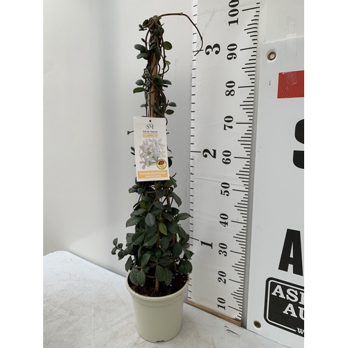 36 - ONE JASMINE ON A PYRAMID FRAME OVER 1 METRE IN HEIGHT IN A 3 LTR POT PLUS VAT