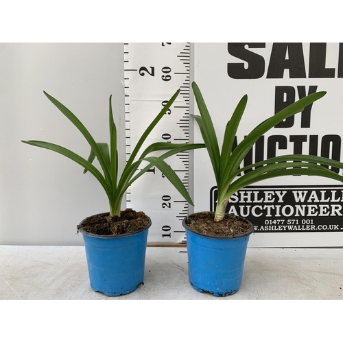 39 - TWO AGAPANTHUS IN A 2 LTR POT APPROX 50CM IN HEIGHT PLUS VAT TO BE SOLD FOR THE TWO