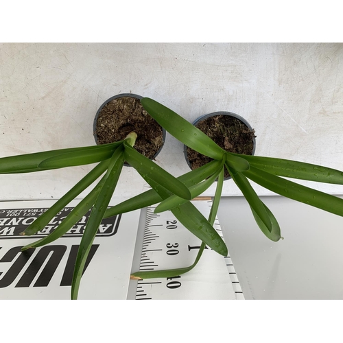 39 - TWO AGAPANTHUS IN A 2 LTR POT APPROX 50CM IN HEIGHT PLUS VAT TO BE SOLD FOR THE TWO