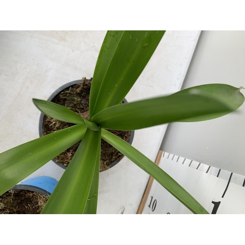 39 - TWO AGAPANTHUS IN A 2 LTR POT APPROX 50CM IN HEIGHT PLUS VAT TO BE SOLD FOR THE TWO