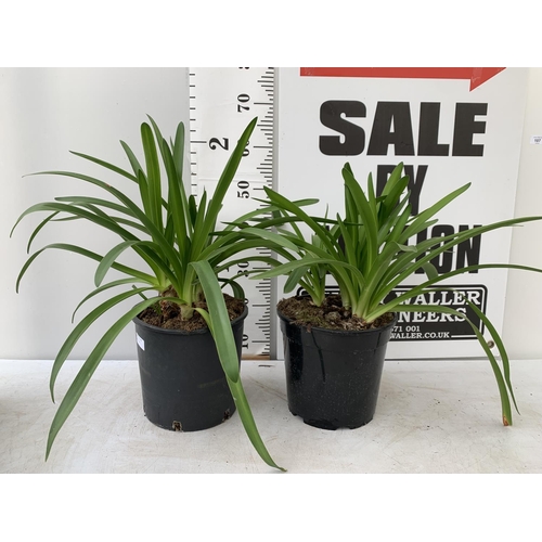 39 - TWO AGAPANTHUS IN A 2 LTR POT APPROX 50CM IN HEIGHT PLUS VAT TO BE SOLD FOR THE TWO