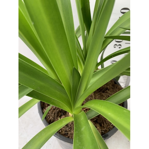 39 - TWO AGAPANTHUS IN A 2 LTR POT APPROX 50CM IN HEIGHT PLUS VAT TO BE SOLD FOR THE TWO