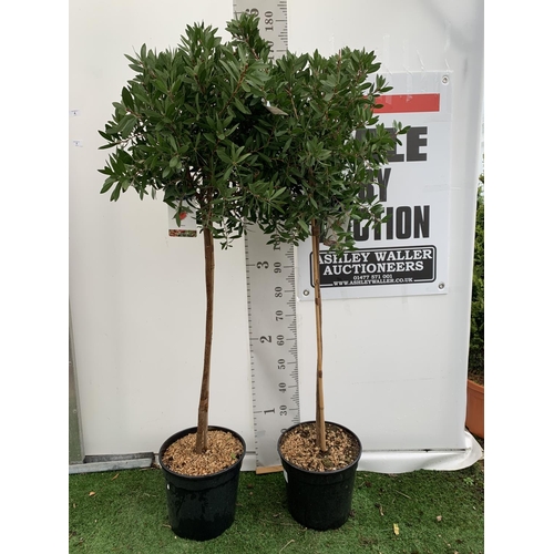 4 - TWO CALLISTEMON BOTTLE BRUSH STANDARD TREES APPROX 170CM IN HEIGHT IN 10 LTR POTS PLUS VAT TO BE SOL... 