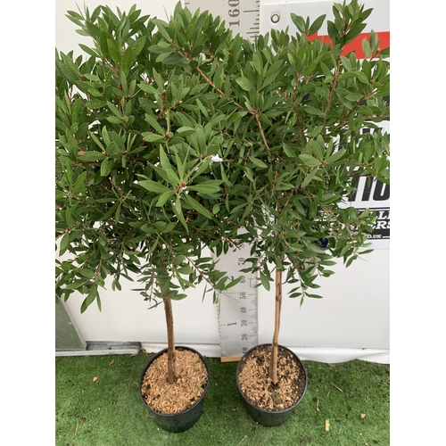 4 - TWO CALLISTEMON BOTTLE BRUSH STANDARD TREES APPROX 170CM IN HEIGHT IN 10 LTR POTS PLUS VAT TO BE SOL... 