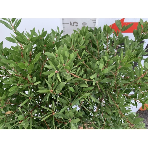 4 - TWO CALLISTEMON BOTTLE BRUSH STANDARD TREES APPROX 170CM IN HEIGHT IN 10 LTR POTS PLUS VAT TO BE SOL... 