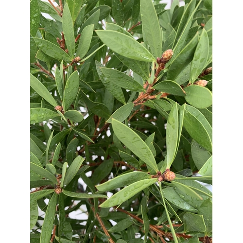 4 - TWO CALLISTEMON BOTTLE BRUSH STANDARD TREES APPROX 170CM IN HEIGHT IN 10 LTR POTS PLUS VAT TO BE SOL... 