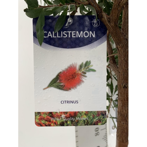 4 - TWO CALLISTEMON BOTTLE BRUSH STANDARD TREES APPROX 170CM IN HEIGHT IN 10 LTR POTS PLUS VAT TO BE SOL... 