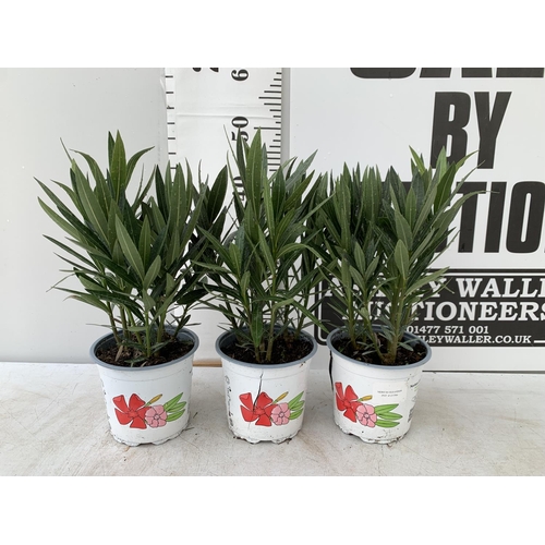 41 - THREE NERIUM OLEANDER PLANTS IN 2 LTR POTS APPROX 45CM IN HEIGHT PLUS VAT TO BE SOLD FOR THE THREE