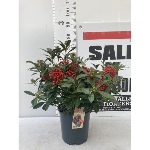 42 - A LARGE SKIMMIA JAPONICA 'PABELLA' PLANT IN A 5 LTR POT APPROX 75CM IN HEIGHT PLUS VAT