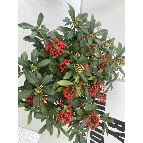 42 - A LARGE SKIMMIA JAPONICA 'PABELLA' PLANT IN A 5 LTR POT APPROX 75CM IN HEIGHT PLUS VAT