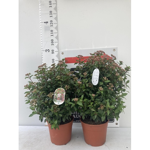 43 - TWO VIBURNUM TINUS 'SPIRIT' APPROX 80CM IN HEIGHT IN 7 LTR POTS PLUS VAT TO BE SOLD FOR THE TWO