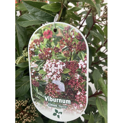 43 - TWO VIBURNUM TINUS 'SPIRIT' APPROX 80CM IN HEIGHT IN 7 LTR POTS PLUS VAT TO BE SOLD FOR THE TWO