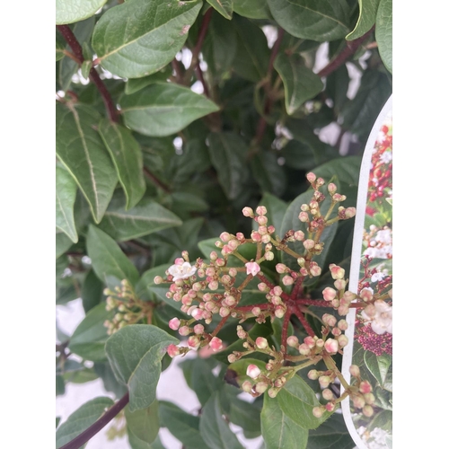 43 - TWO VIBURNUM TINUS 'SPIRIT' APPROX 80CM IN HEIGHT IN 7 LTR POTS PLUS VAT TO BE SOLD FOR THE TWO