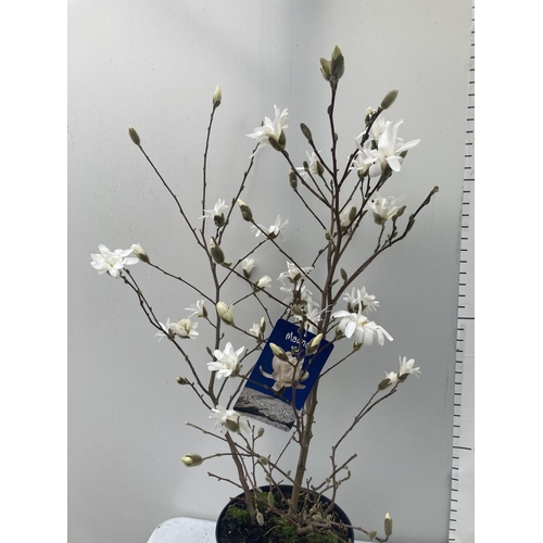 44 - ONE MAGNOLIA STELLATA 'ROYAL STAR' APPROX 110CM IN HEIGHT IN A 7 LTR POT PLUS VAT