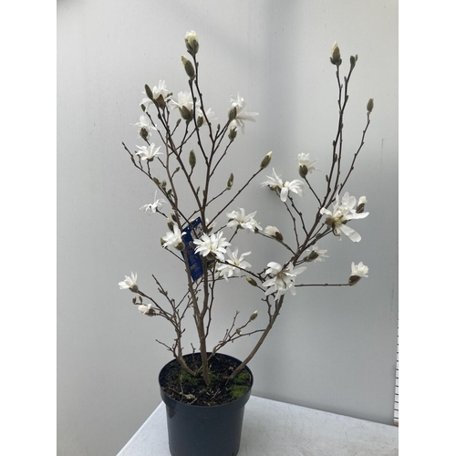 44 - ONE MAGNOLIA STELLATA 'ROYAL STAR' APPROX 110CM IN HEIGHT IN A 7 LTR POT PLUS VAT