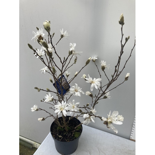 44 - ONE MAGNOLIA STELLATA 'ROYAL STAR' APPROX 110CM IN HEIGHT IN A 7 LTR POT PLUS VAT