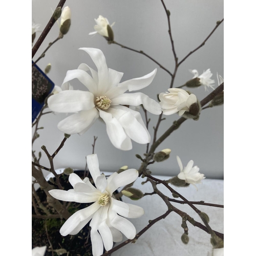 44 - ONE MAGNOLIA STELLATA 'ROYAL STAR' APPROX 110CM IN HEIGHT IN A 7 LTR POT PLUS VAT