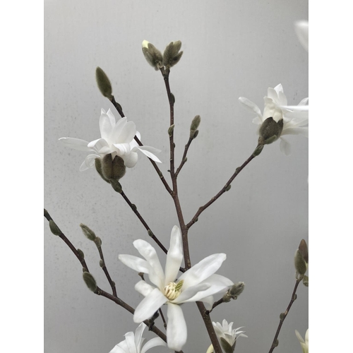 44 - ONE MAGNOLIA STELLATA 'ROYAL STAR' APPROX 110CM IN HEIGHT IN A 7 LTR POT PLUS VAT