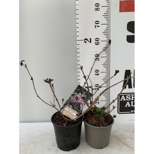 45 - TWO SAMBUCUS NIGRA 'BLACK BEAUTY' AND 'BLUSHING PEARL' IN 2 LTR POTS PLUS VAT TO BE SOLD FOR THE TWO