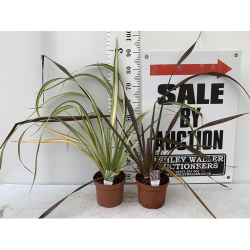 48 - TWO PHORMIUM TENAX 'CREAM DELIGHT' AND 'PLATTS BLACK' IN 3 LTR POTS APPROX 90CM IN HEIGHT PLUS VAT T... 