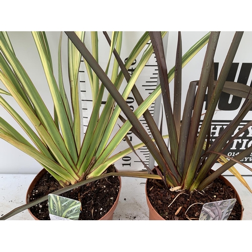 48 - TWO PHORMIUM TENAX 'CREAM DELIGHT' AND 'PLATTS BLACK' IN 3 LTR POTS APPROX 90CM IN HEIGHT PLUS VAT T... 