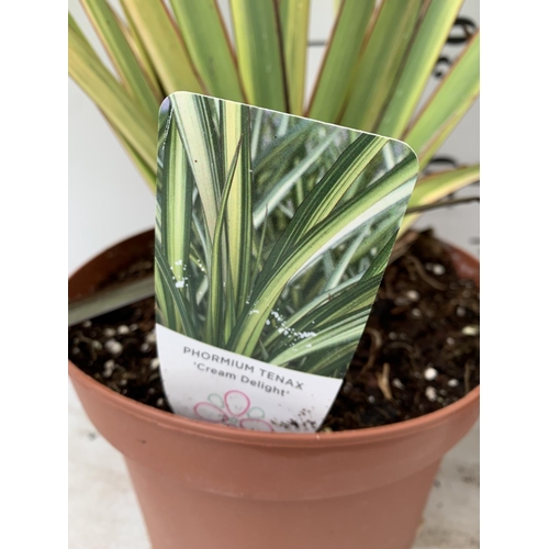 48 - TWO PHORMIUM TENAX 'CREAM DELIGHT' AND 'PLATTS BLACK' IN 3 LTR POTS APPROX 90CM IN HEIGHT PLUS VAT T... 