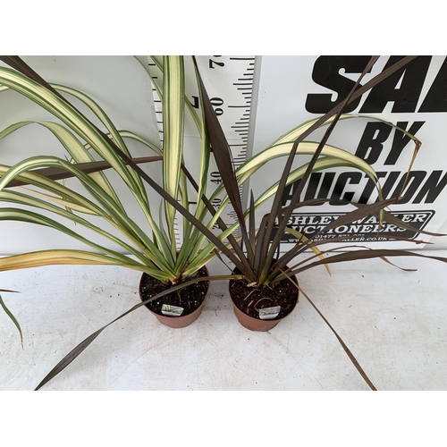 48 - TWO PHORMIUM TENAX 'CREAM DELIGHT' AND 'PLATTS BLACK' IN 3 LTR POTS APPROX 90CM IN HEIGHT PLUS VAT T... 