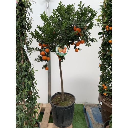 51 - ONE CHINOTTO CITRUS MYRTIFOLIA MYRTLE LEAVED ORANGE TREE WITH FRUIT APPROX 165CM IN HEIGHT IN A 25 L... 