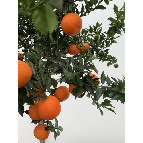 51 - ONE CHINOTTO CITRUS MYRTIFOLIA MYRTLE LEAVED ORANGE TREE WITH FRUIT APPROX 165CM IN HEIGHT IN A 25 L... 