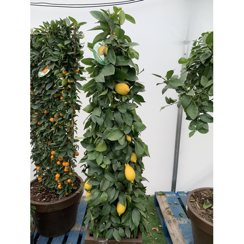 52 - A CITRUS LEMON PYRAMID OVER 180CM TALL WITH FRUIT IN A 38CM SQUARE POT NO VAT