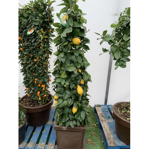 52 - A CITRUS LEMON PYRAMID OVER 180CM TALL WITH FRUIT IN A 38CM SQUARE POT NO VAT