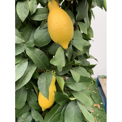 52 - A CITRUS LEMON PYRAMID OVER 180CM TALL WITH FRUIT IN A 38CM SQUARE POT NO VAT