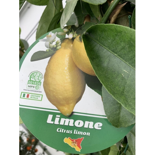 52 - A CITRUS LEMON PYRAMID OVER 180CM TALL WITH FRUIT IN A 38CM SQUARE POT NO VAT