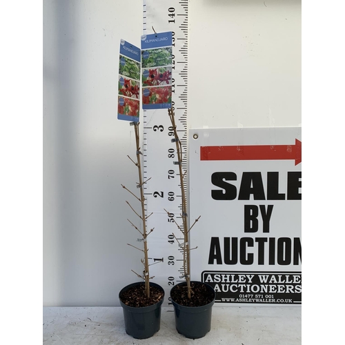 53 - TWO KILIMANDJARO VIBURNUM TREES APPROX 120CM IN HEIGHT  IN 3 LTR PPOTS PLUS VAT TO BE SOLD FOR THE T... 