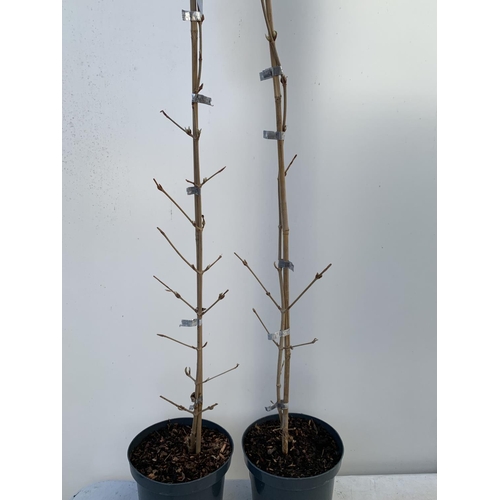 53 - TWO KILIMANDJARO VIBURNUM TREES APPROX 120CM IN HEIGHT  IN 3 LTR PPOTS PLUS VAT TO BE SOLD FOR THE T... 