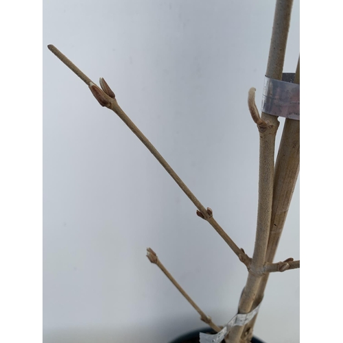 53 - TWO KILIMANDJARO VIBURNUM TREES APPROX 120CM IN HEIGHT  IN 3 LTR PPOTS PLUS VAT TO BE SOLD FOR THE T... 