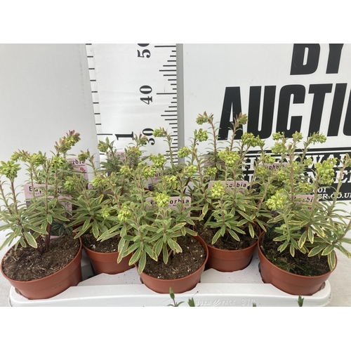 54 - TEN EUPHORBIA PLANTS ON A TRAY 'ASCOT RAINBOW' IN 1 LITRE POTS PLUS VAT TO BE SOLD FOR THE TEN