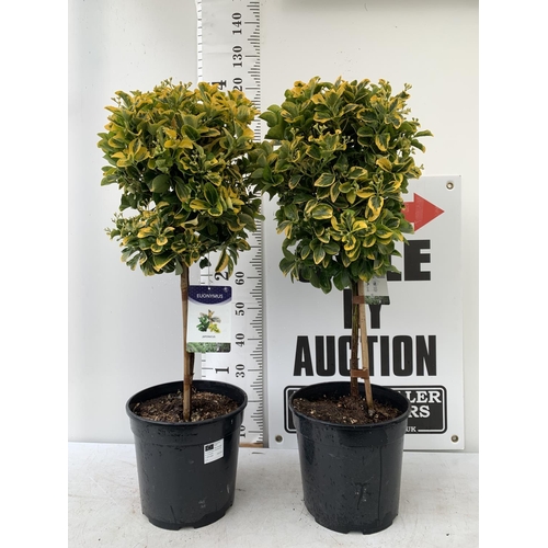 56 - TWO EUONYMUS JAPONICUS STANDARD TREES APPROX 120CM IN HEIGHT IN 4 LTR POTS PLUS VAT TO BE SOLD FOR T... 