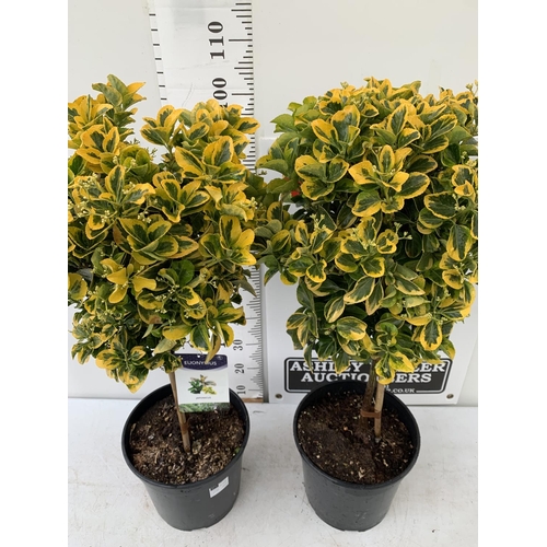 56 - TWO EUONYMUS JAPONICUS STANDARD TREES APPROX 120CM IN HEIGHT IN 4 LTR POTS PLUS VAT TO BE SOLD FOR T... 