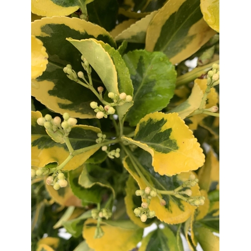 56 - TWO EUONYMUS JAPONICUS STANDARD TREES APPROX 120CM IN HEIGHT IN 4 LTR POTS PLUS VAT TO BE SOLD FOR T... 