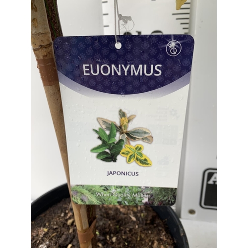 56 - TWO EUONYMUS JAPONICUS STANDARD TREES APPROX 120CM IN HEIGHT IN 4 LTR POTS PLUS VAT TO BE SOLD FOR T... 