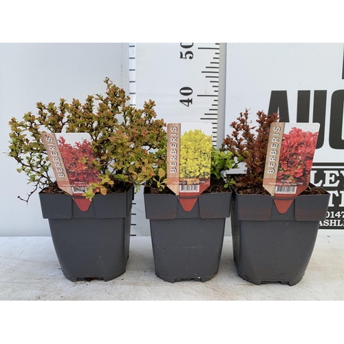 57 - THREE ASSORTED BERBERIS THUNBERGII 'RUBY STAR' 'TINY GOLD' AND 'ADMIRATION' IN 2 LTR POTS PLUS VAT T... 