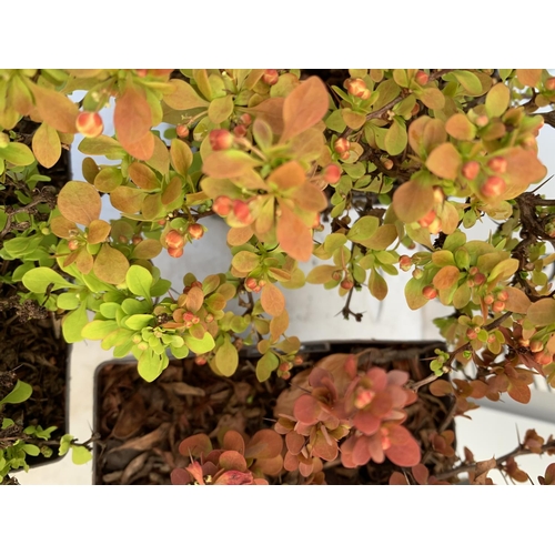 57 - THREE ASSORTED BERBERIS THUNBERGII 'RUBY STAR' 'TINY GOLD' AND 'ADMIRATION' IN 2 LTR POTS PLUS VAT T... 