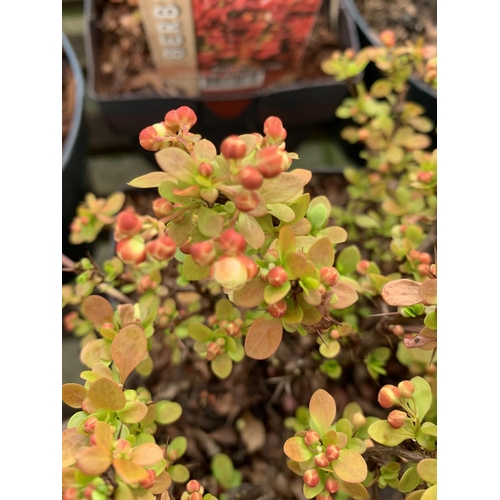 57 - THREE ASSORTED BERBERIS THUNBERGII 'RUBY STAR' 'TINY GOLD' AND 'ADMIRATION' IN 2 LTR POTS PLUS VAT T... 