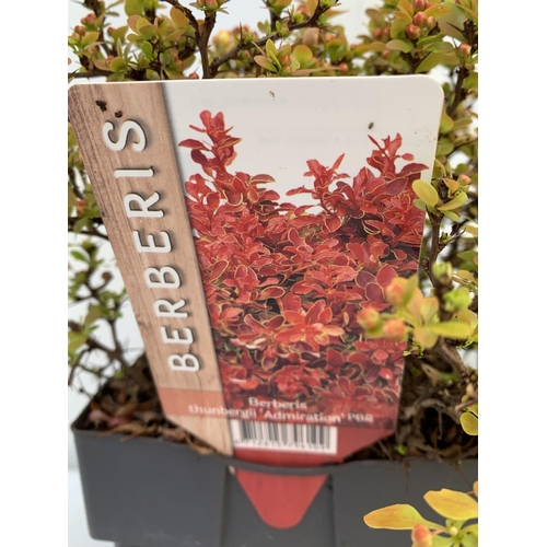 57 - THREE ASSORTED BERBERIS THUNBERGII 'RUBY STAR' 'TINY GOLD' AND 'ADMIRATION' IN 2 LTR POTS PLUS VAT T... 